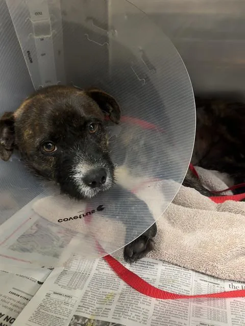 An adult small-sized male Terrier dog named Angus for adoption in Riverside, CA