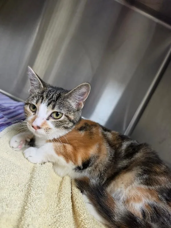 A young medium-sized female Calico cat named Trixie for adoption in Bluffton, IN