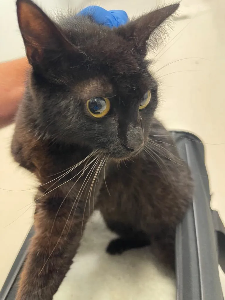 A young medium-sized female Domestic Short Hair cat named Burrito for adoption in Belton, TX