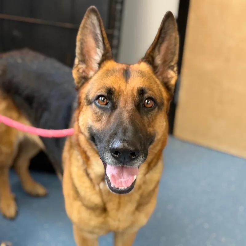 An adult large-sized female Brown / Chocolate German Shepherd Dog dog named Sasha for adoption in Watertown, NY