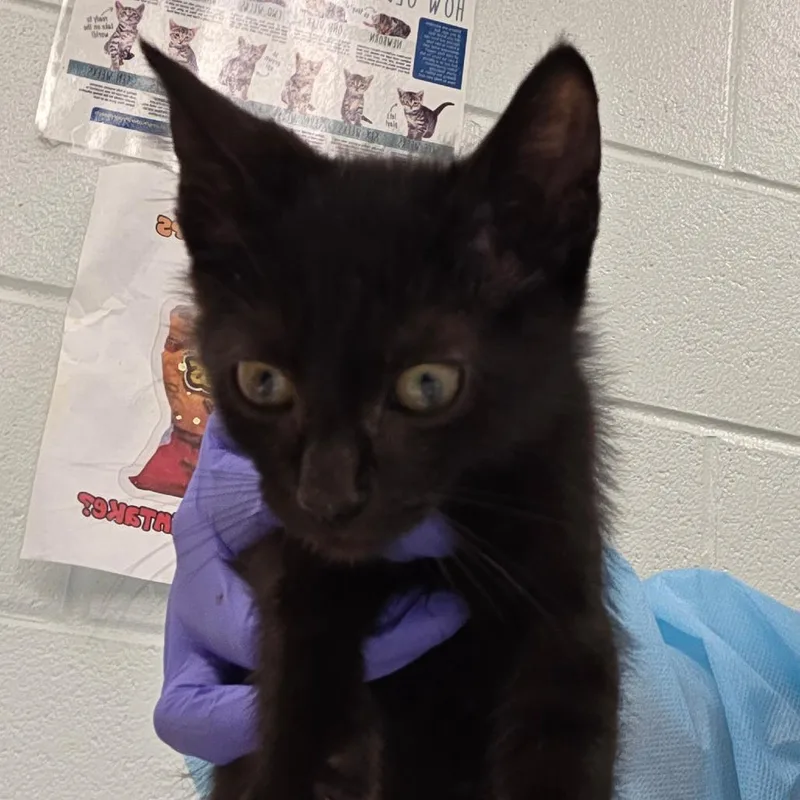 A baby small-sized male Black Domestic Short Hair cat named Pillow Pet for adoption in Chattanooga, TN