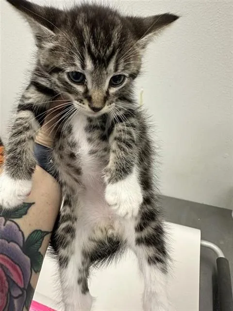 Louie