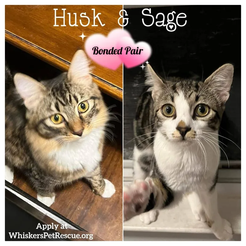 A young small-sized female Domestic Medium Hair cat named Husk for adoption in Southbury, CT