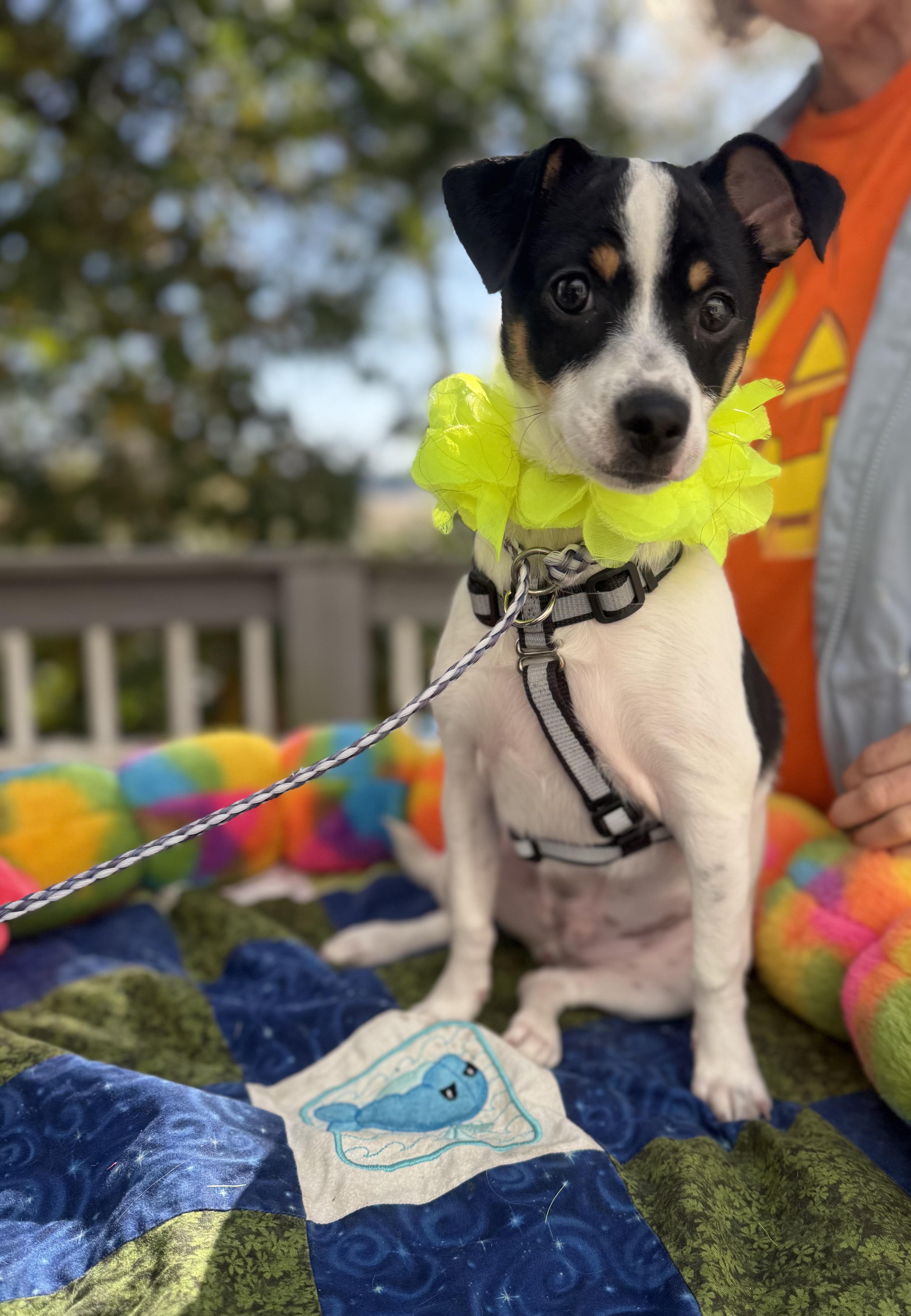 A baby small-sized male Black Rat Terrier dog named Kevin for adoption in White Lake, MI