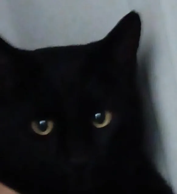 A young large-sized male American Shorthair cat named Jasper for adoption in Cary, NC