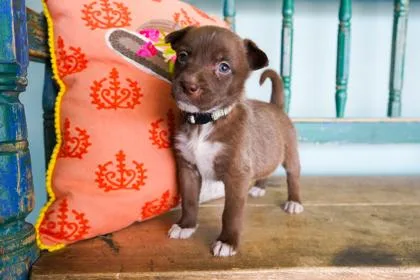 A baby small-sized female Border Collie dog named Sage for adoption in San Antonio, TX