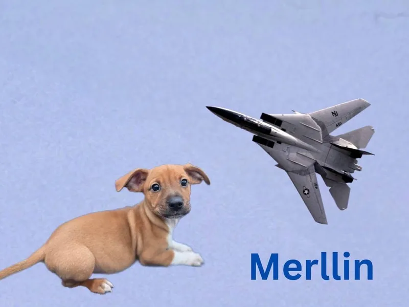 A baby medium-sized male Mixed Breed dog named Merllin for adoption in Joliet, IL