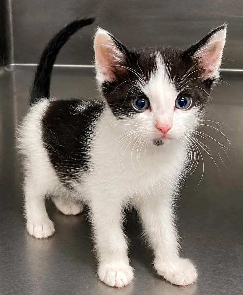 A baby small-sized male Domestic Short Hair cat named Domino for adoption in Columbia, TN