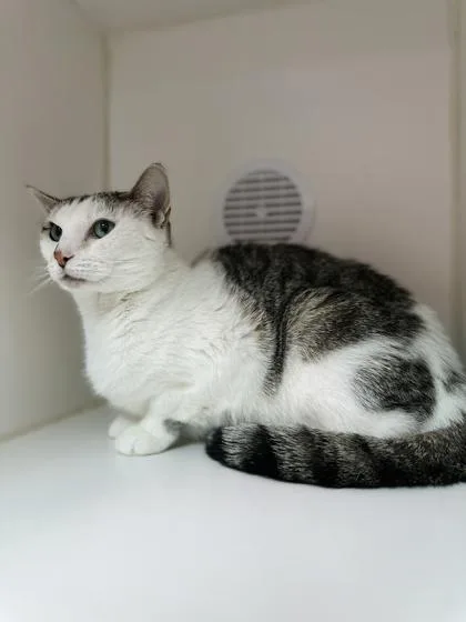 An adult medium-sized female Domestic Short Hair cat named Shasta for adoption in Traverse City, MI