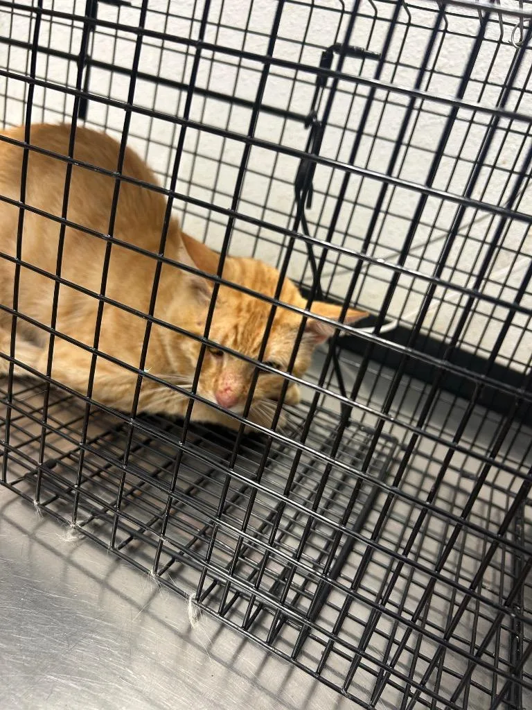 A baby large-sized male Domestic Short Hair cat named Garfield for adoption in Lockhart, TX