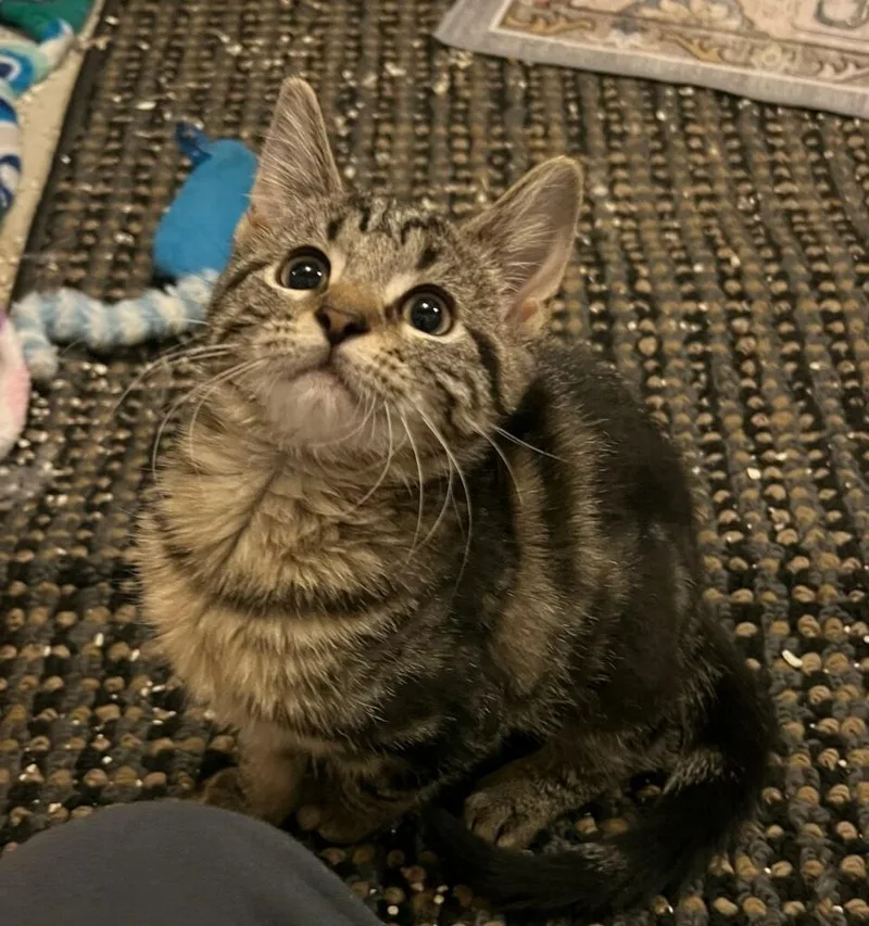 A baby small-sized female Domestic Short Hair cat named Sassy for adoption in East Greenville, PA