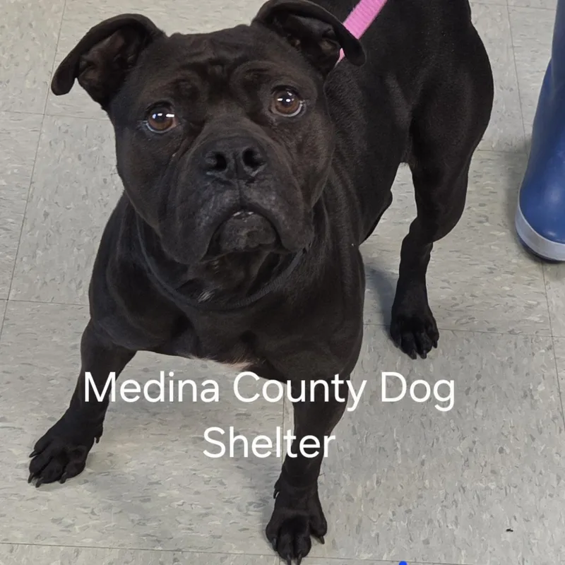 An adult medium-sized female Black Pit Bull Terrier dog named Ethel for adoption in Medina, OH