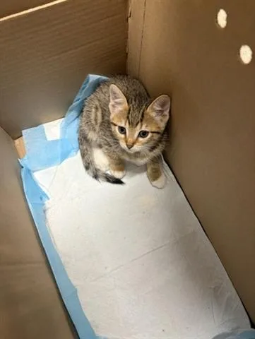 A baby small-sized female Domestic Short Hair cat named Twenty for adoption in San Martin, CA