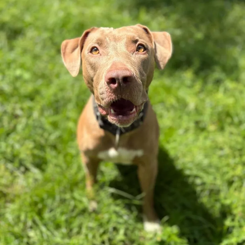 An adult large-sized female Yellow / Tan / Blond / Fawn Mixed Breed dog named Coco Chanel for adoption in Lake Panasoffkee, FL