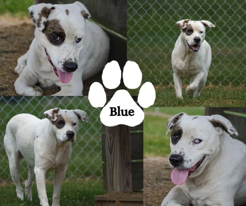 An adult medium-sized male Pit Bull Terrier dog named Blue for adoption in Winchester, KY