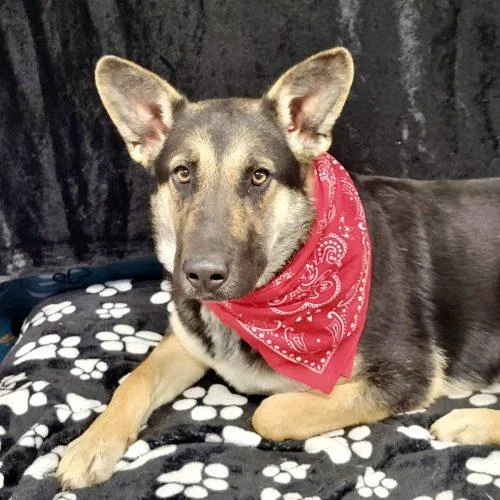 A young medium-sized female Black German Shepherd Dog dog named Sunny for adoption in Leesburg, AL