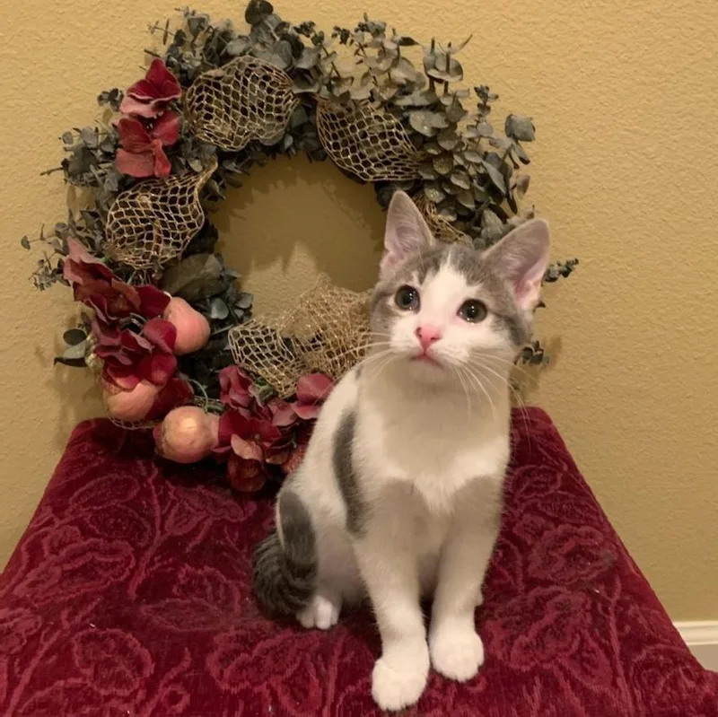 An adult medium-sized male Domestic Short Hair cat named Goose for adoption in Hot Springs, AR