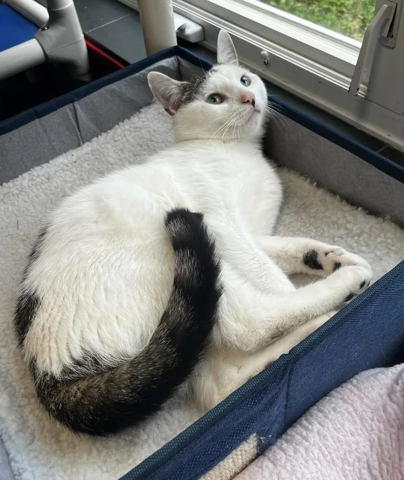 A young medium-sized male White American Shorthair cat named Rolo for adoption in North Haven, CT