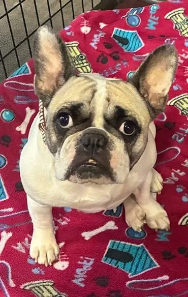 An adult medium-sized female French Bulldog dog named Piper for adoption in Smithville, MO
