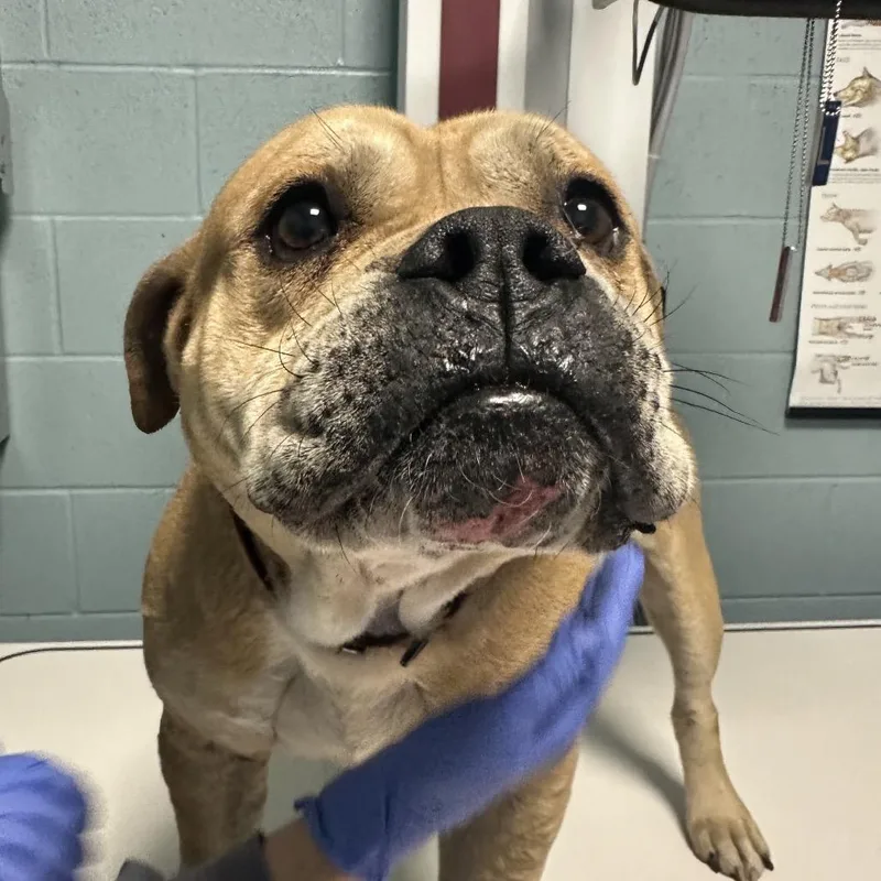 An adult large-sized male Yellow / Tan / Blond / Fawn Mastiff dog named Dougie for adoption in Greensboro, NC