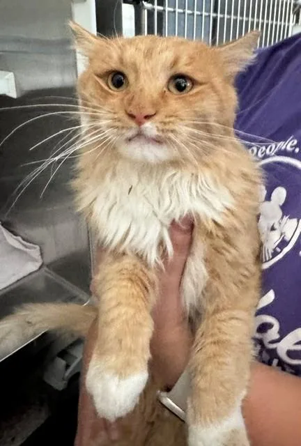 A young medium-sized male Domestic Medium Hair cat named Cowboy for adoption in Brighton, CO