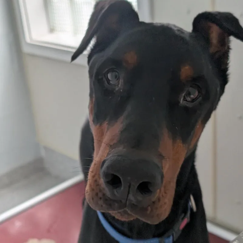 An adult large-sized male Black Doberman Pinscher dog named Apollo for adoption in Sandown, NH