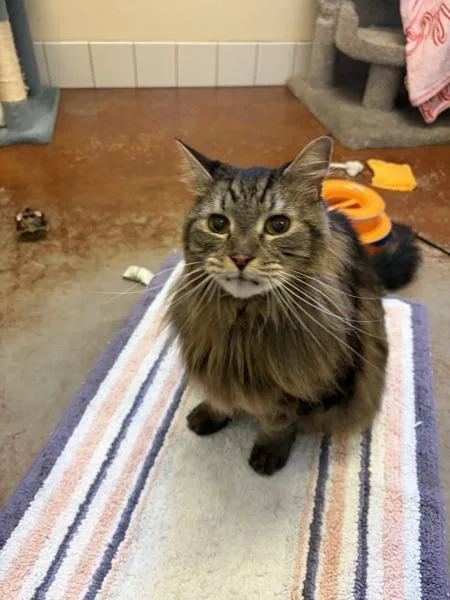 A senior small-sized male Domestic Long Hair cat named Mac for adoption in Monterey, CA