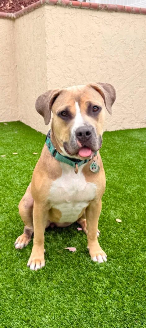 A young large-sized female Yellow / Tan / Blond / Fawn American Staffordshire Terrier dog named Coco for adoption in Los Angeles, CA