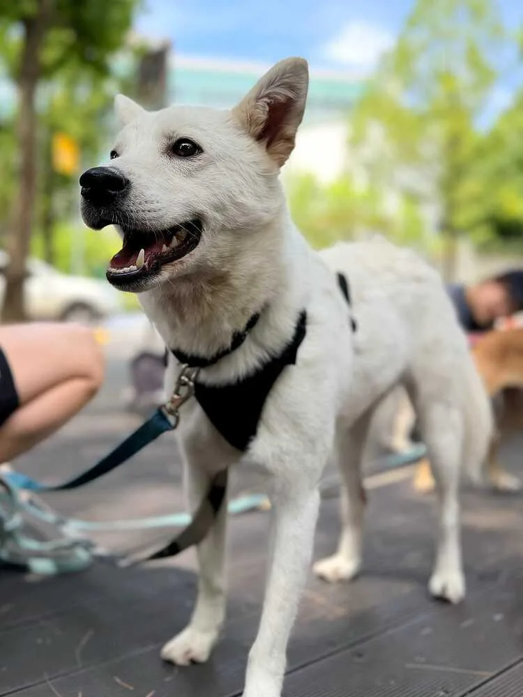 A young medium-sized male White / Cream Jindo dog named Star for adoption in Long Island City, NY