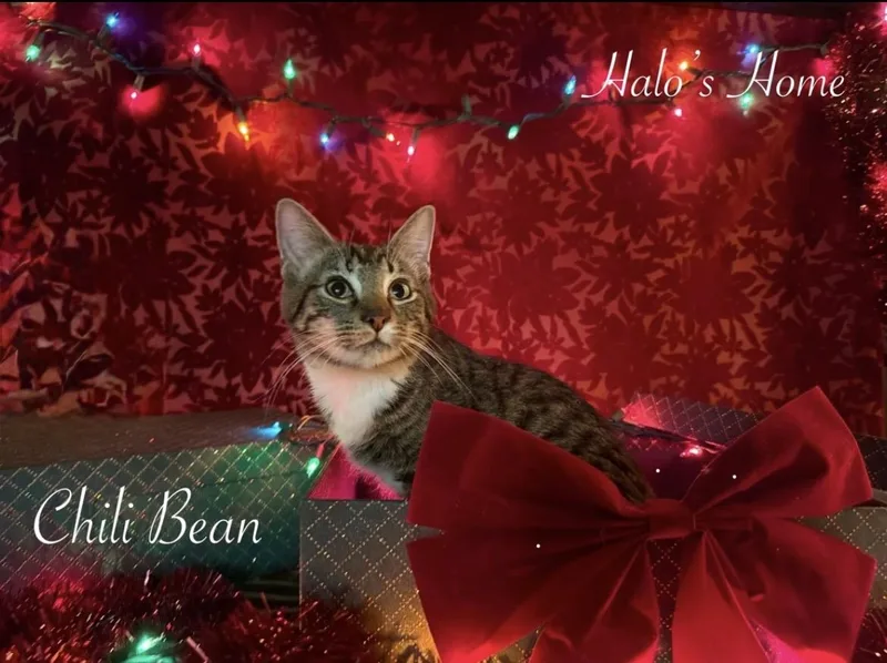 Chili Bean