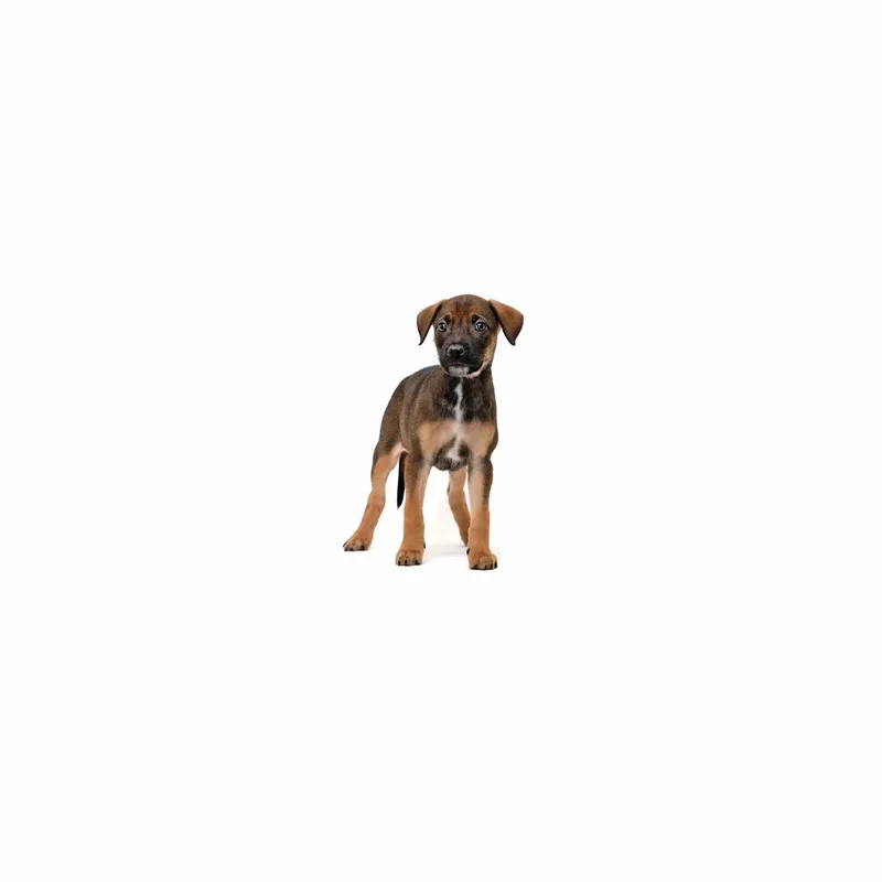 A baby medium-sized female Sable Border Collie dog named Ali Riley for adoption in Playa Vista, CA