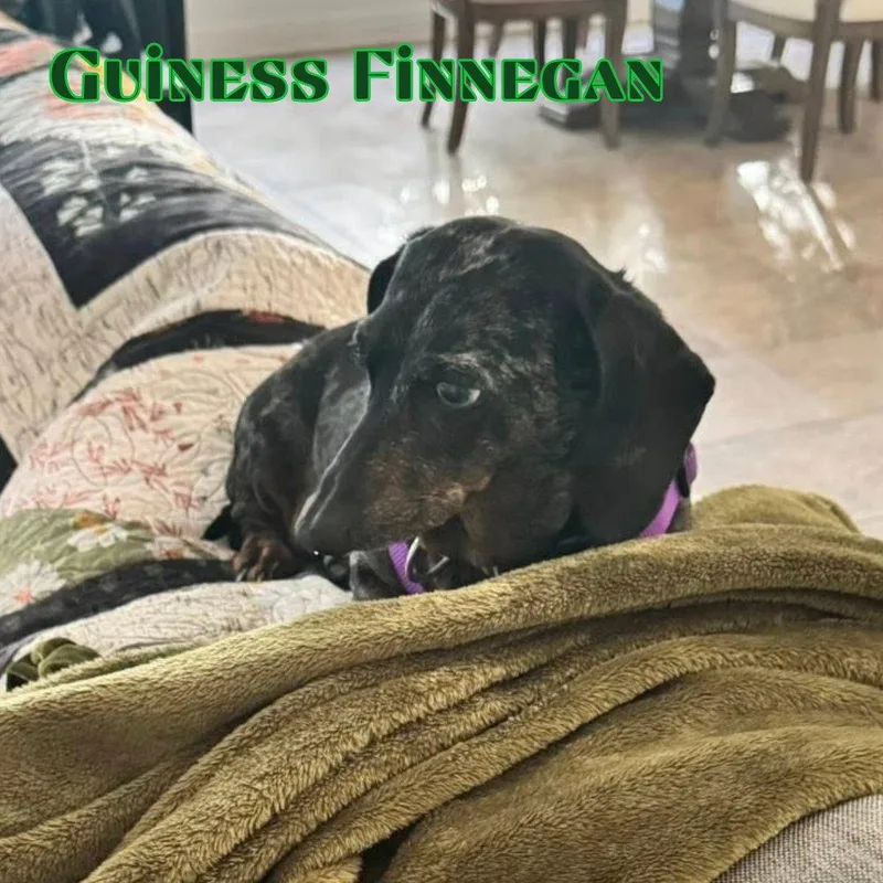 Guinness Finnegan