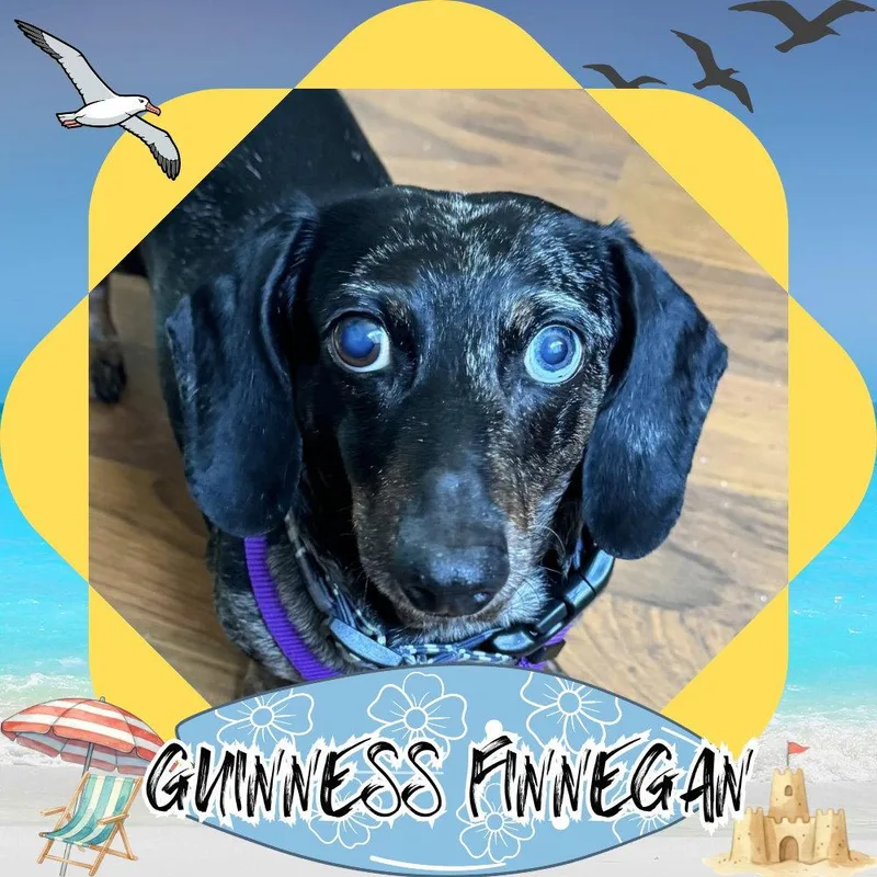 Guinness Finnegan thumbnail 2