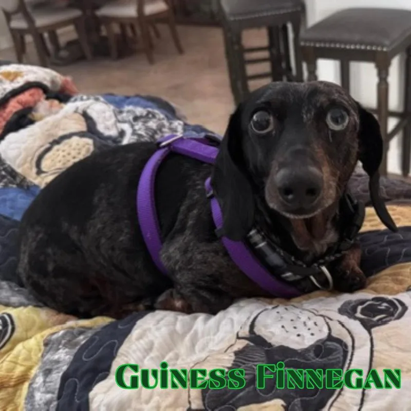 Guinness Finnegan thumbnail 3