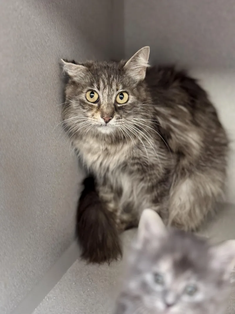 An adult medium-sized female Tortoiseshell Domestic Medium Hair cat named Gigi for adoption in Des Moines, IA