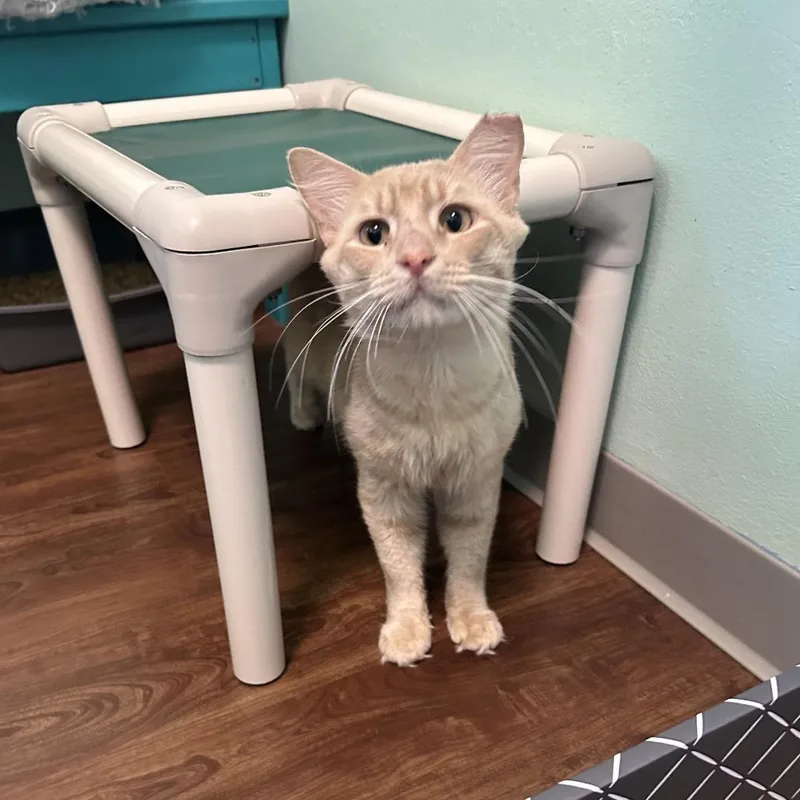 A young large-sized male Orange / Red Domestic Medium Hair cat named Tang for adoption in Port Richey, FL