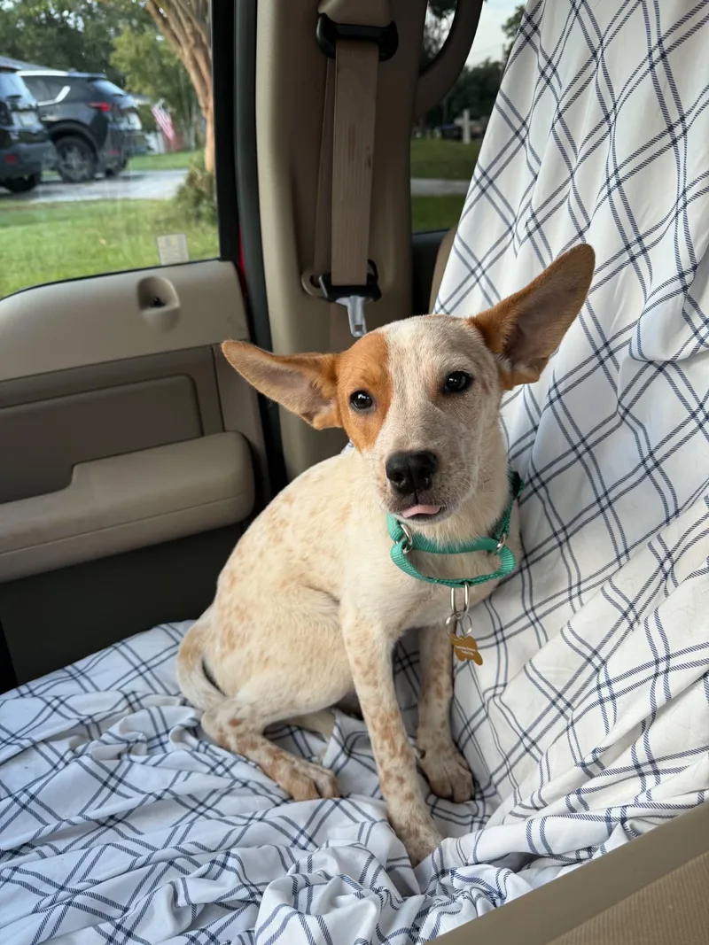 A baby small-sized female Merle (Red) Cattle Dog dog named Angel for adoption in Moyock, NC