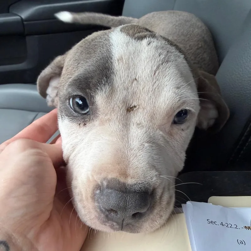 A baby small-sized female Gray / Blue / Silver Terrier dog named Kayda for adoption in Marshall, TX