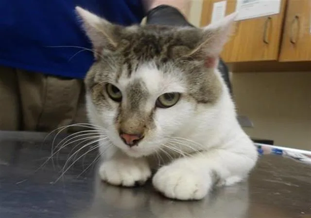 A young small-sized male Domestic Short Hair cat named Owen for adoption in Santa Rosa, CA