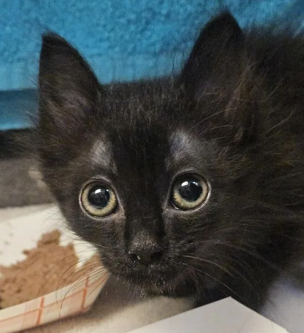 A baby small-sized female Domestic Medium Hair cat named Libby for adoption in Oakland, CA