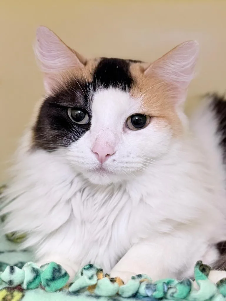 A young medium-sized female Domestic Medium Hair cat named Sunday for adoption in Menomonie, WI