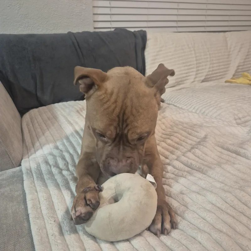 An adult medium-sized male American Bulldog dog named Rock for adoption in Melbourne , FL