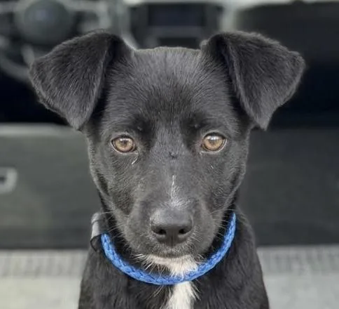 A baby small-sized male Terrier dog named Pinto for adoption in Cumming, GA