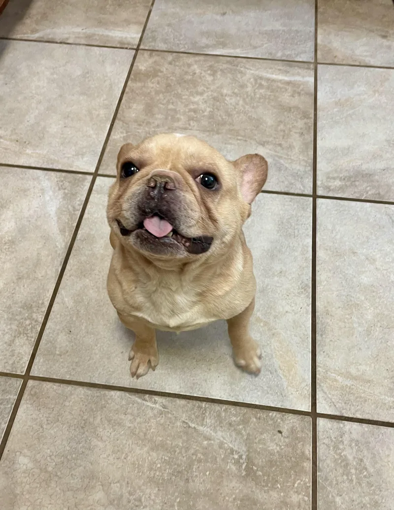 An adult medium-sized male Yellow / Tan / Blond / Fawn French Bulldog dog named Denzel Chicken Nugget for adoption in Lacon, IL