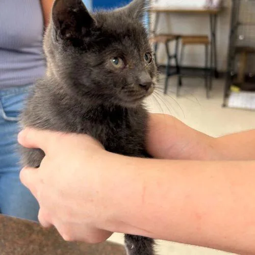 A baby small-sized male Gray / Blue / Silver Domestic Short Hair cat named Sal A. Mander for adoption in Burlington, IA