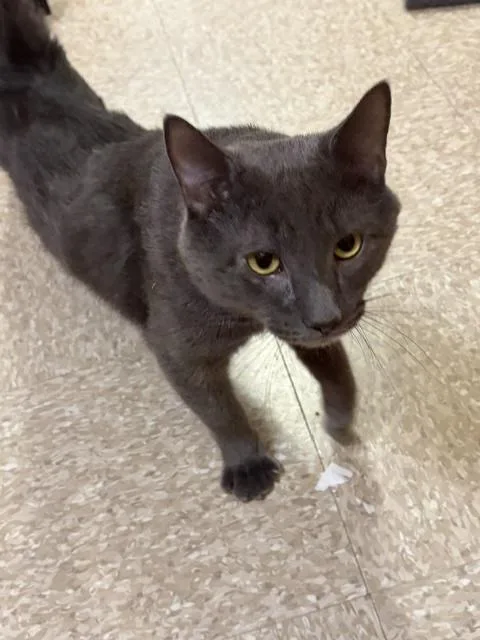 An adult large-sized male Gray / Blue / Silver Domestic Short Hair cat named BOYD aka Mr.PURR for adoption in Waldorf, MD