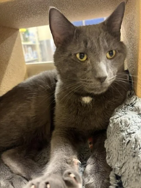 BOYD aka Mr.PURR thumbnail 2
