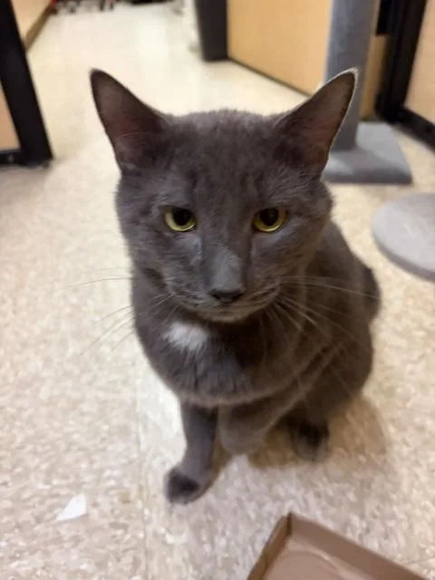BOYD aka Mr.PURR thumbnail 3
