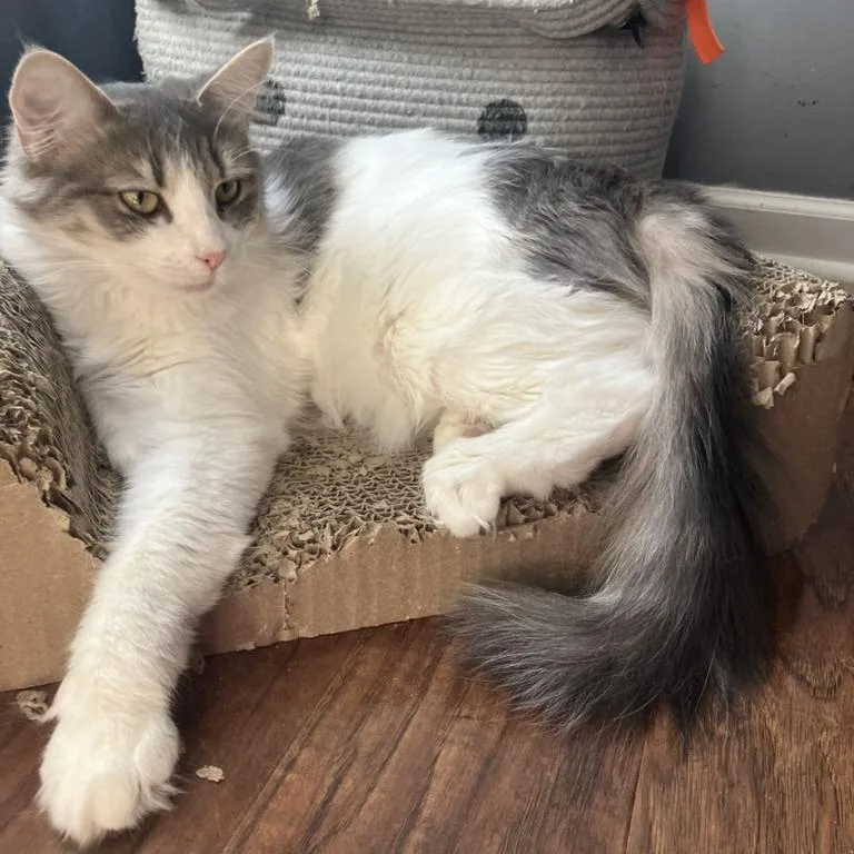 Scrub Mommy thumbnail 2