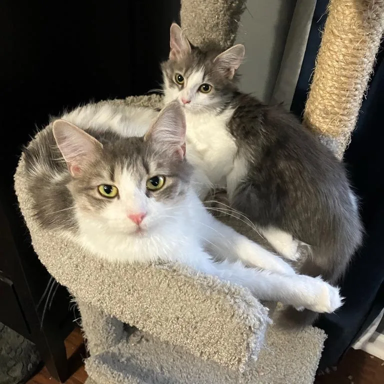 Scrub Mommy thumbnail 6